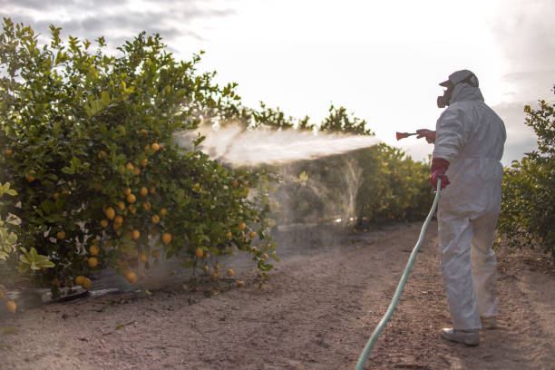 Best Insect Control  in Maine, WI